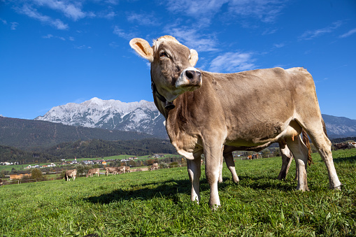 Cow in front of a beautiful mountain panorama in Tyrol