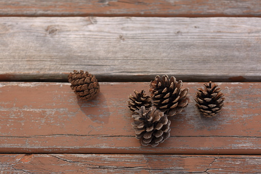 Randomly placed pine cones on a wooden bench