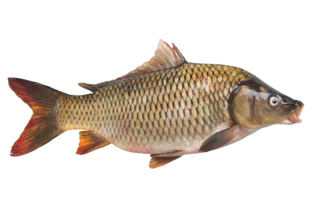istock fresh river fish carp, with open mouth, on a white background 1441394308