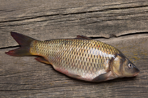 Fresh river fish carp, lies on an old cracked board, successful fishing, flat lay