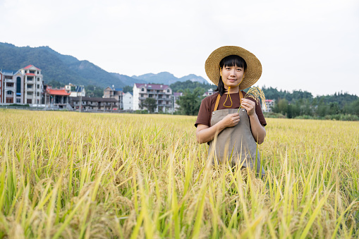 A young woman farmer works in a mature rice field