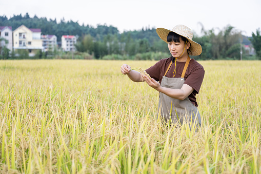 A young woman farmer works in a mature rice field