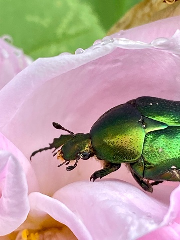 Green garden beetle  in a rose petal close up photo
