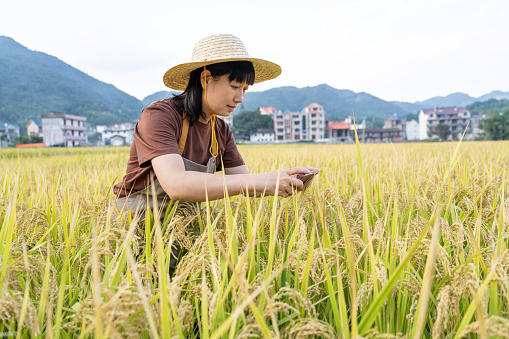A young woman farmer took a photo in her rice field