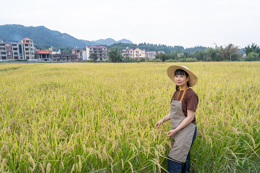 A young woman farmer was working in a rice field with a good harvest