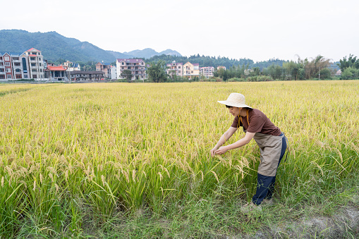 A young woman farmer was working in a rice field with a good harvest