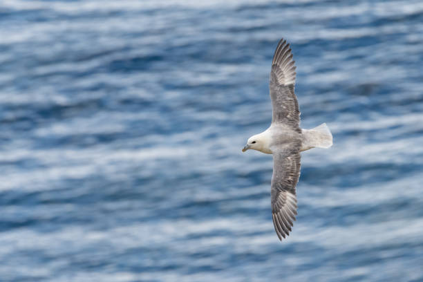 Fulmar flying Northern fulmar flying on the Yorkshire coast, UK fulmar stock pictures, royalty-free photos & images