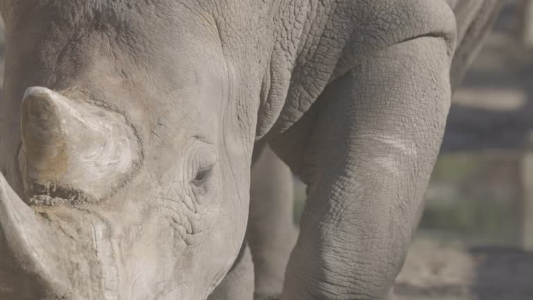 White rhino goes straight to the camera. Close-up view of a white rhinoceros - Ceratotherium simum. Huge Rhinoceros in Slow motion video, ProRes 422, ungraded C-LOG 10 bit