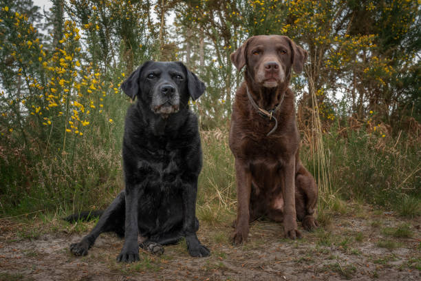 istock Black Labrador and a Brown Labrador sitting in the forest 1441397609