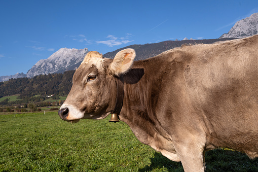 A herd of dairy cows crowd together in a meadow of a farm