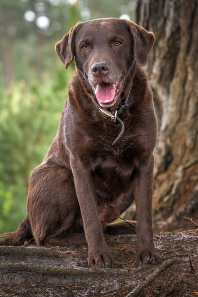 istock Chocolate Brown Labrador posing under a tree in the forest 1441397757