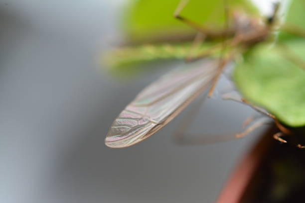 Makrofotografie tote Schnarke / Fliege in einer Venusfliegenfalle