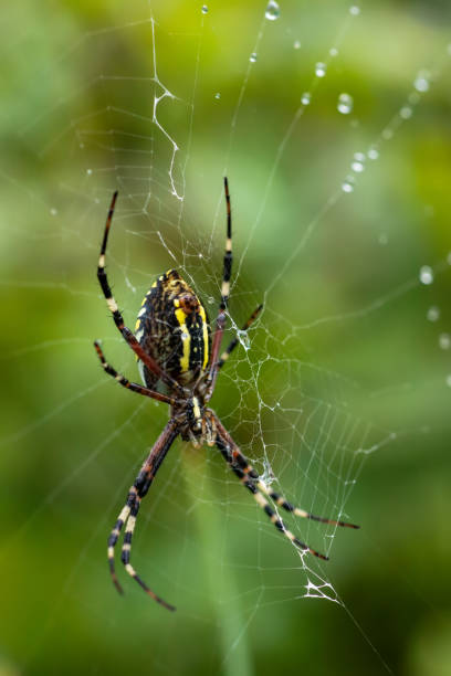 istock a spider in a web on a blurred natural green background. Selective focus. High quality photo 1441398162