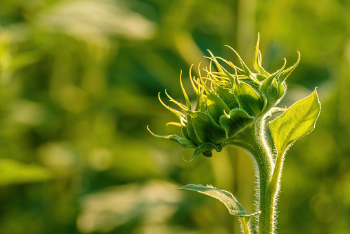 A Sunflower Bud in the Reproductive Phase in Turkey.