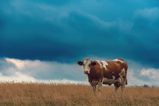 Free range dairy farm cow on Zlatibor pasture land grazing on grass in overcast summer sunset, selective focus