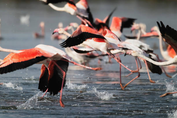 istock Flamingos in Portugal 1441399816