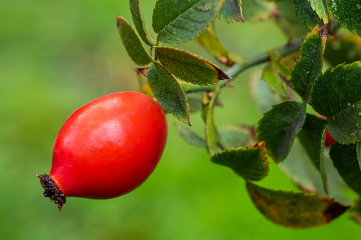 Branches of ripe rose hips in the garden.