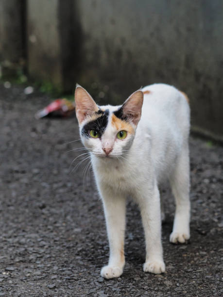 istock Cute Cat With Three Color at the head 1441402517