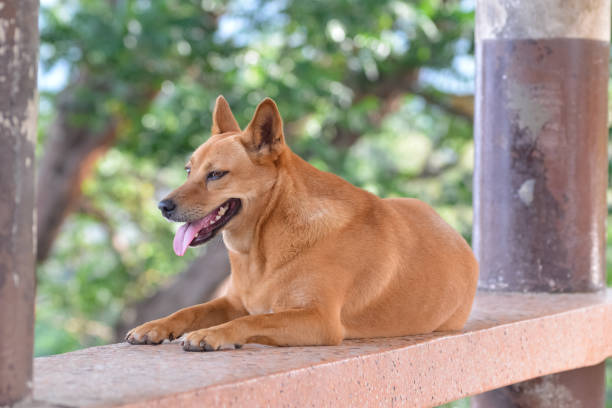 istock Big a stray dog lying on a bench in the Park 1441404846