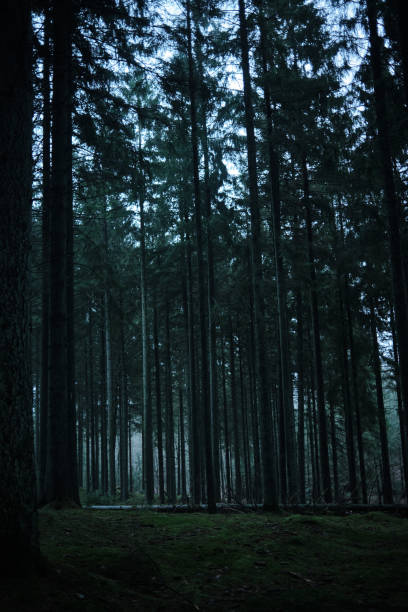 istock Himmelbjerget, Denmark 30th of December 2021 1441404853