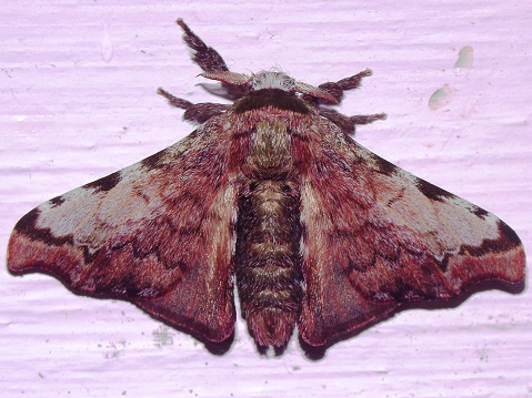 a tropical silk moth (family Bombycidae) indeterminate species isolated on a dark background from the jungle of Belize