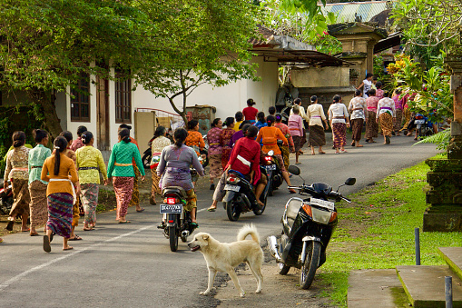 Horizontal landscape photo of a large group of Balinese women, seen from behind, dressed in colorful temple clothing, walking together on the road back to their village after ceremony at the temple. 16th June, 2013. Ubud, Bali, Indonesia.