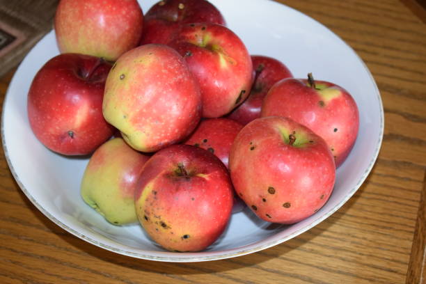 istock a bowl of apples 1441407376
