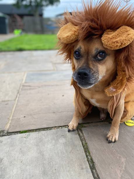 istock Cute Lion Dog 1441411386