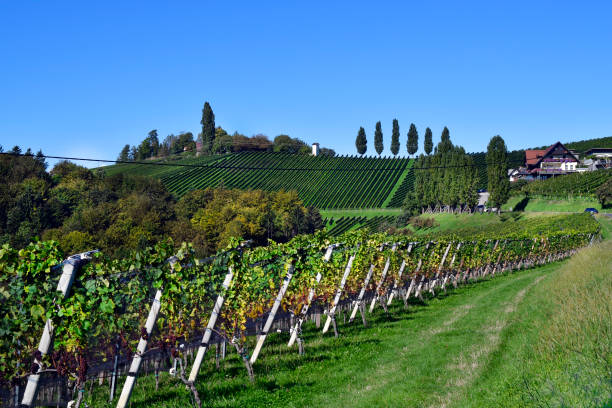 Austria, Styrian Wine Route, Vineyards Austria, vineyards on the steep slopes of the Sulm Valley located on the Styrian wine route, the hilly landscape is also known as the Tuscany of Austria leutschach an der weinstraße stock pictures, royalty-free photos & images