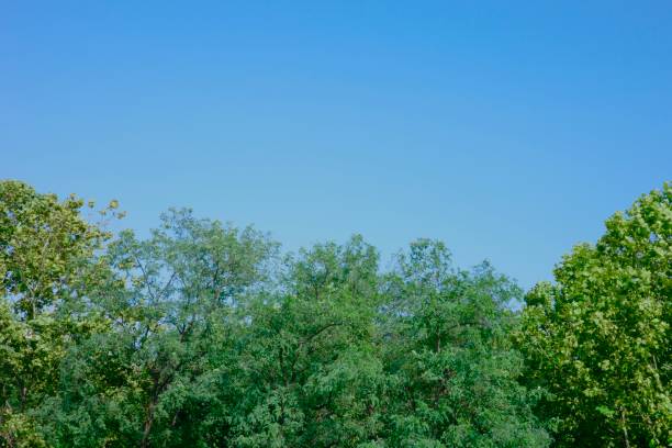 istock green leaves and clear blue sky 1441412524