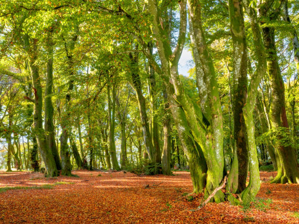 istock A beech wood forest in autumn 1441412769