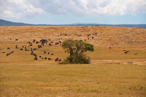 istock wildebeest migration in Tanzania 1441413047