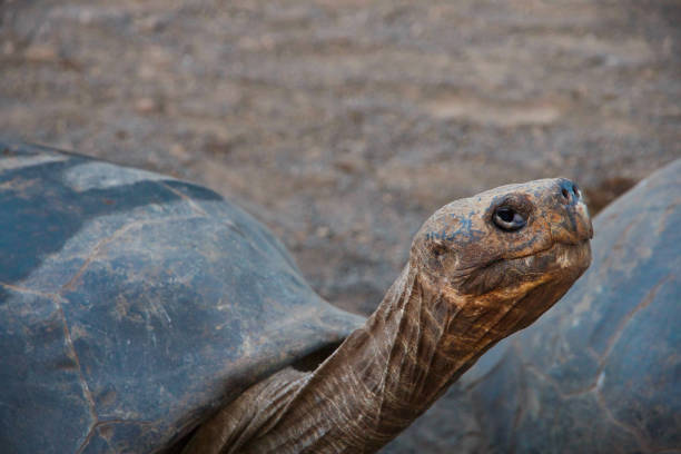 istock Giant tortoise of the Galapagos 1441413185