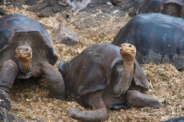 istock Giant tortoise of the Galapagos 1441413233