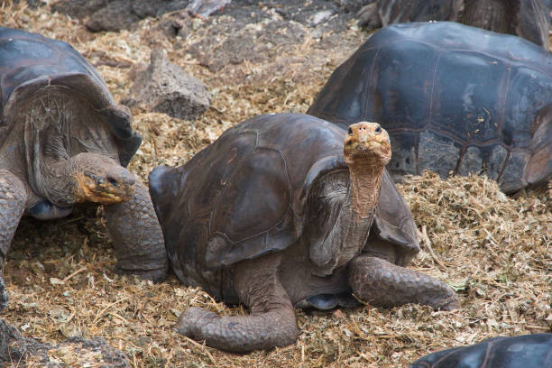 istock Giant tortoise of the Galapagos 1441413239