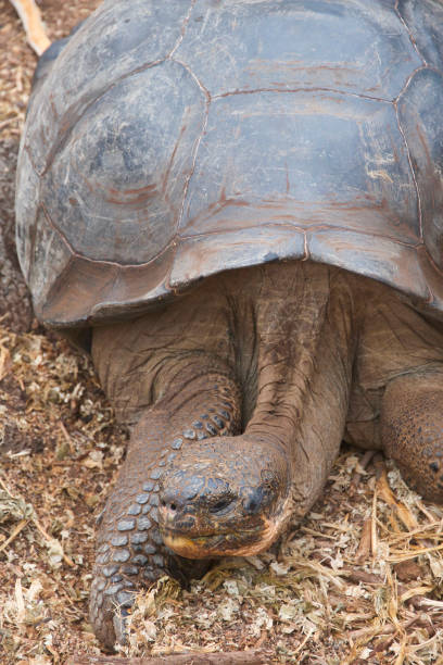istock Giant tortoise of the Galapagos 1441413241