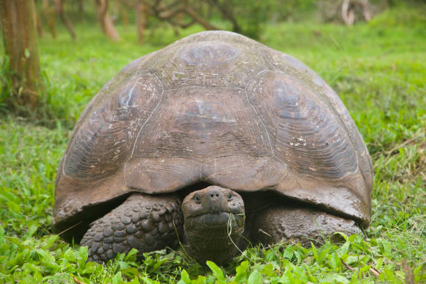 istock Giant tortoise of the Galapagos 1441413304