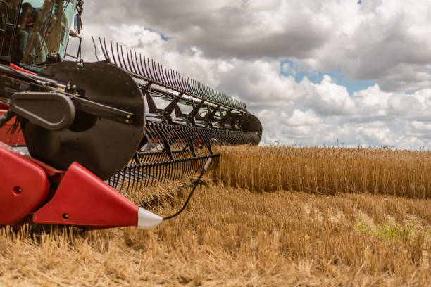 istock Agricultural machine harvesting wheat 1441414046
