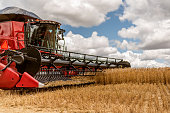 Agricultural machine harvesting wheat