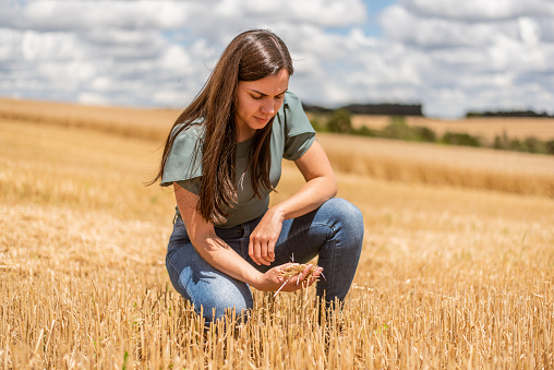 Agronomist examining wheat