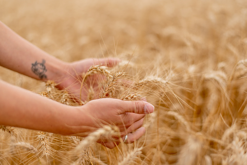 hands picking up wheat