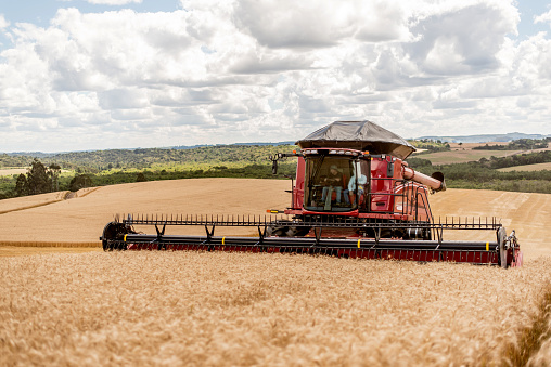 Agricultural machine harvesting wheat