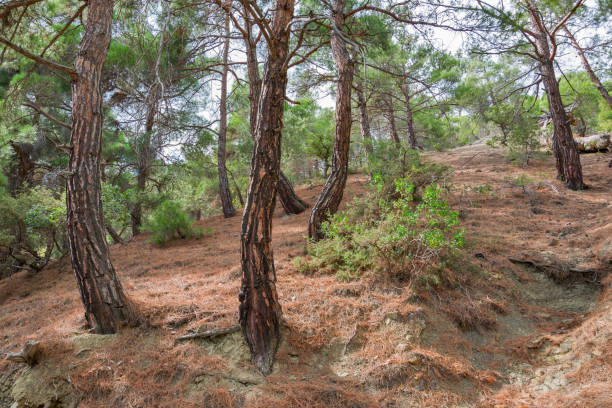 istock Pines in the mountains 1441414733