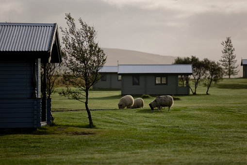 Sheep eating grass across the open pasture, surrounded by small houses