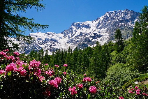 Red alpine roses with snowy Monte Rosa in the background. Piedmont, Italy.