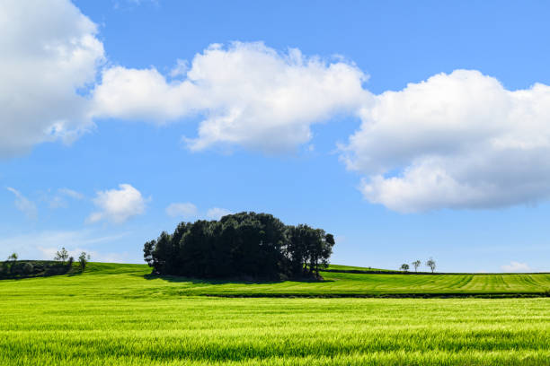 Sown field under a cloudy blue sky