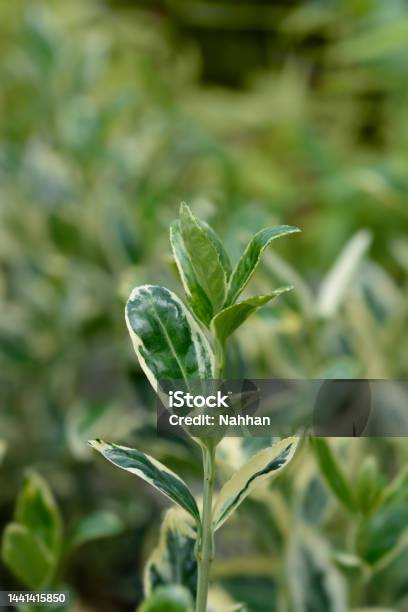 Japanes Spindle Bravo Stock Photo - Download Image Now - Botany, Close-up, Color Image