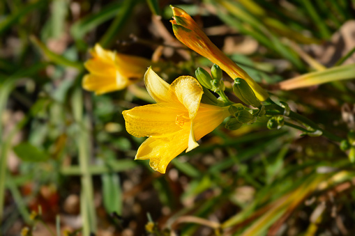 Daylily Stella de Oro flowers - Latin name - Hemerocallis Stella de Oro