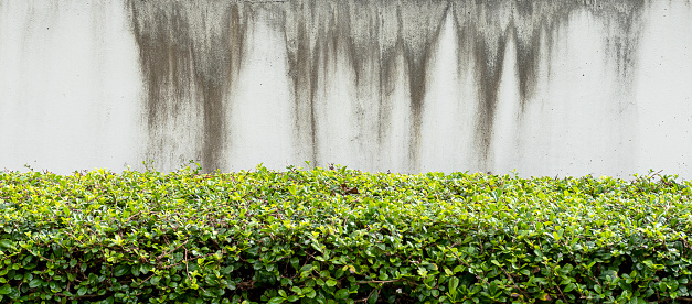 The white cement wall with rain stains.