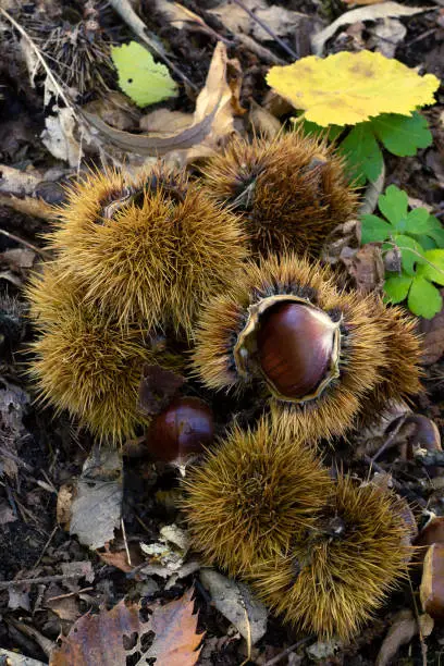 Chestnuts on the ground with shell and autumn leaves in nature. Vertical shot, top view.